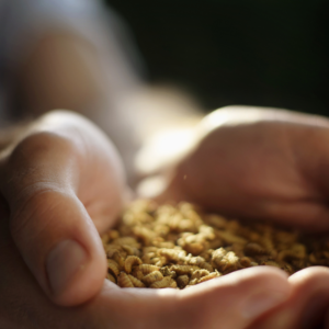 Live Larvae: Feedstock