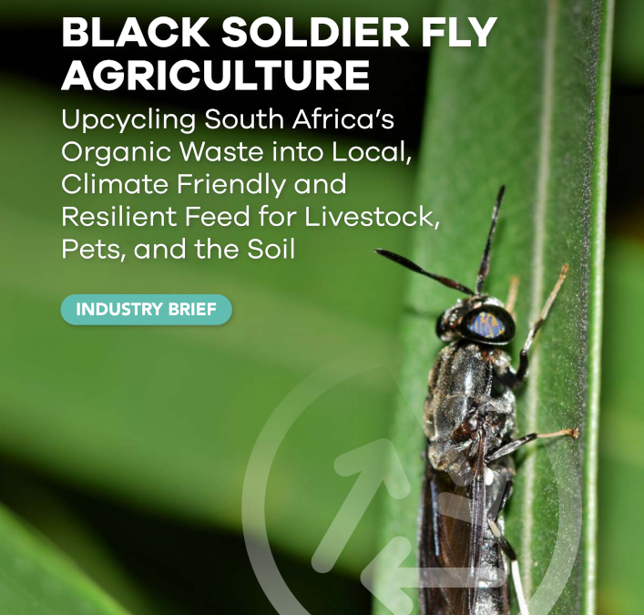 Green Cape Black Soldier Fly Industry Brief